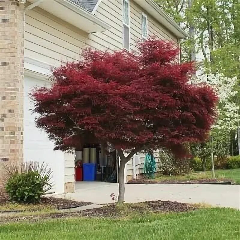 Клен серебристый фото в ландшафтном дизайне Bloodgood Japanese Maple Tree Maple tree landscape, Landscaping trees, Bloodgood