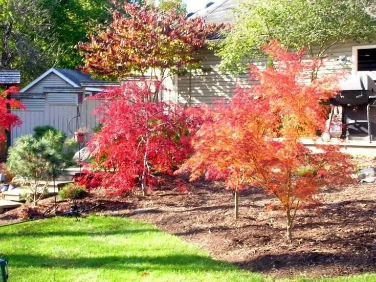 Клен серебристый фото в ландшафтном дизайне Érable du Japon dans le jardin en 55 idées d'aménagement Arbustos, Acer, Japon