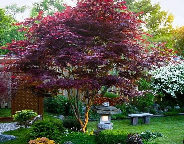 Клен серебристый фото в ландшафтном дизайне Online Trees and Plant Store - Trees & Plants Backyard landscaping, Japanese