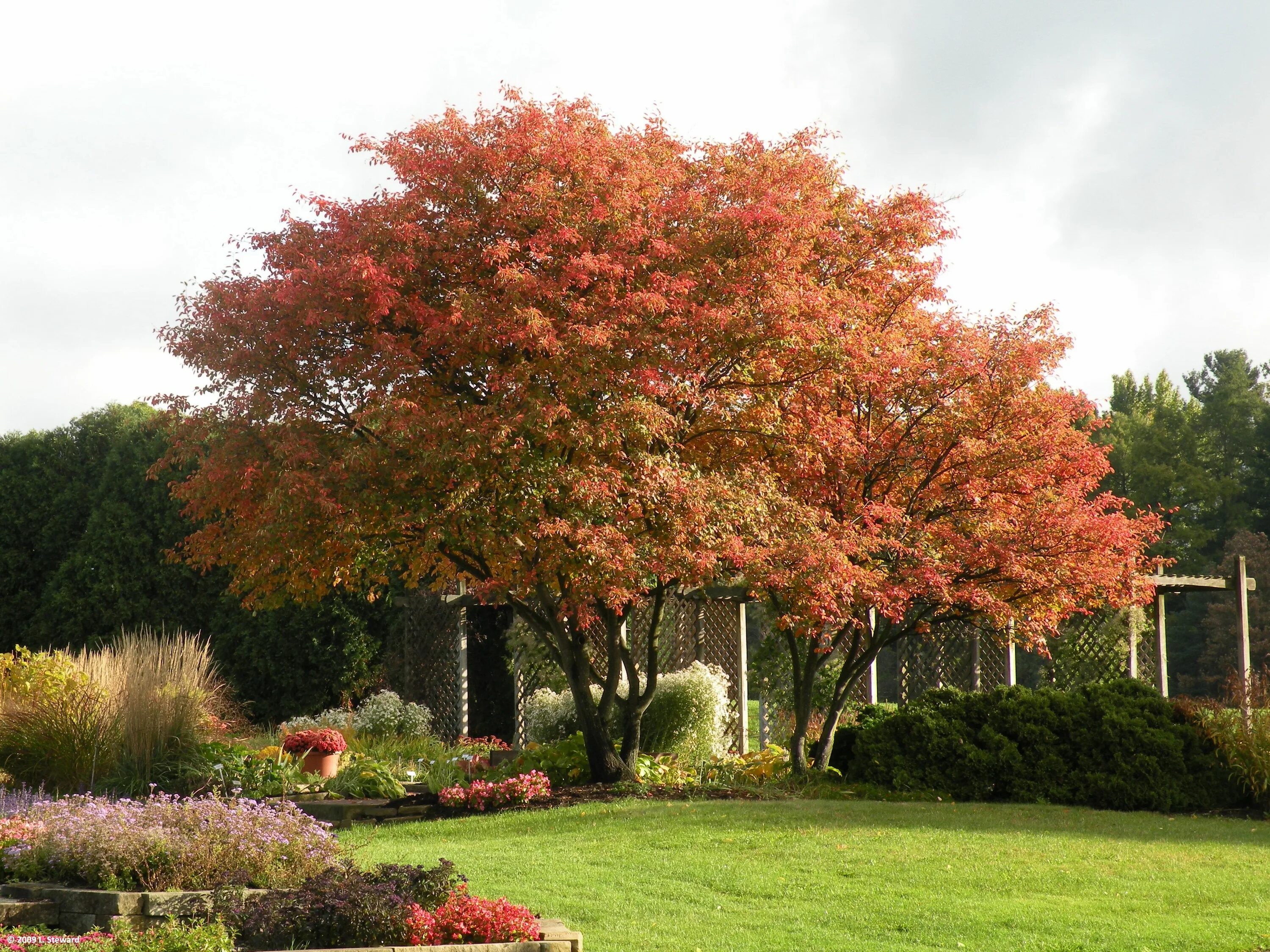 Клен серебристый фото в ландшафтном дизайне Gerelateerde afbeelding Garden landscape design, Landscape, Patio trees