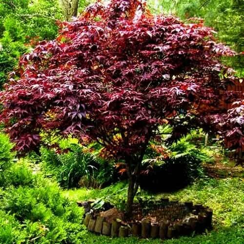 Клен серебристый фото в ландшафтном дизайне Acer palmatum atropurpureum "Bloodgood Japn Maple"