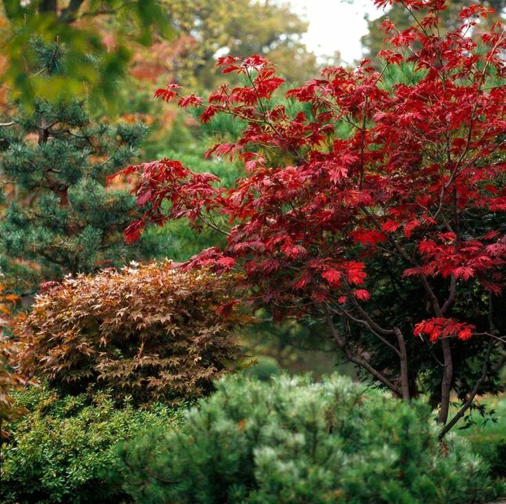 Клен серебристый фото в ландшафтном дизайне 20 Japanese Maples You'll Definitely Want to Plant in Your Yard Japanische ahorn