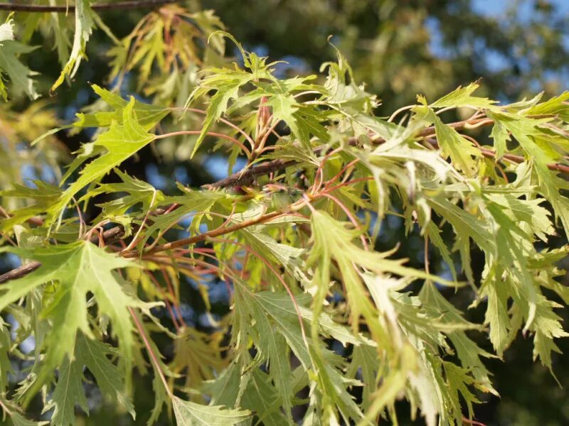 Клен серый фото Клен серебристый 'Laciniatum Wieri' (Acer saccharinum 'Laciniatum Wieri') - ИЛЬБ