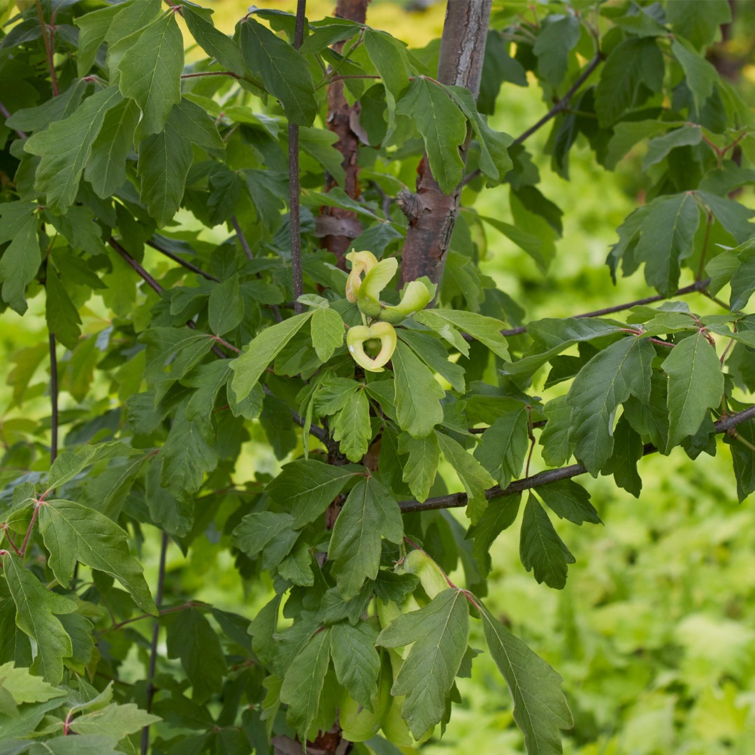 Клен серый фото How to identify Paperbark maple (Acer griseum)