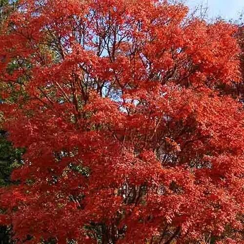 Клен серый фото 15 of the Best Types of Maple Trees to Grow at Home Gardener’s Path