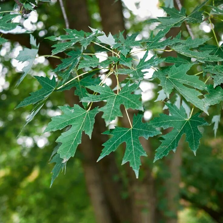 Клен серый фото Pin on Plants, Shrubs and Trees