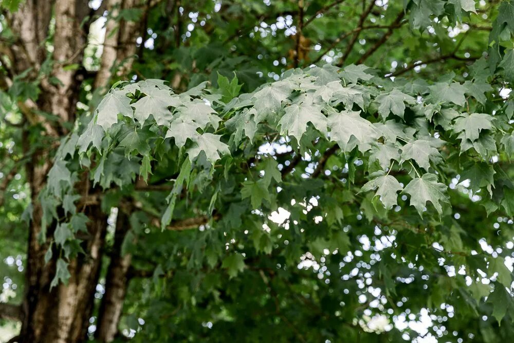 Клен серый фото 15 Beautiful Species of Maple Trees