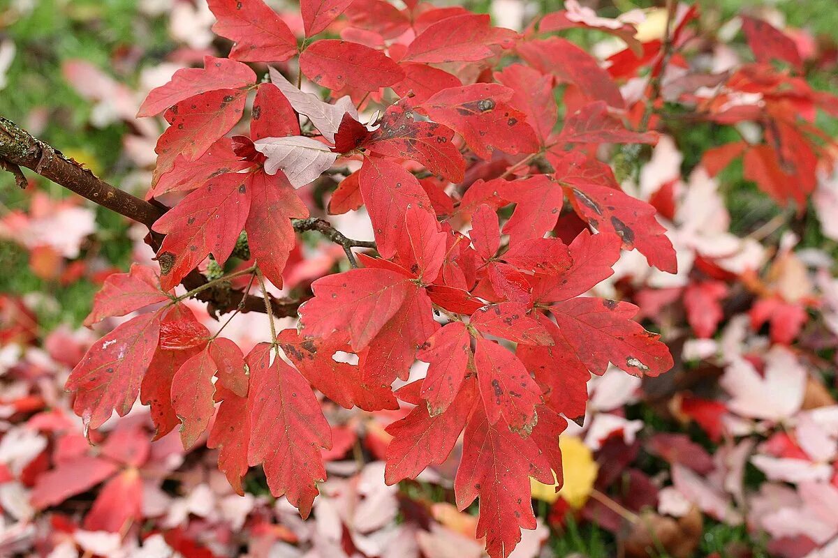 Клен серый фото File:Acer griseum JPG01c.jpg - Wikipedia