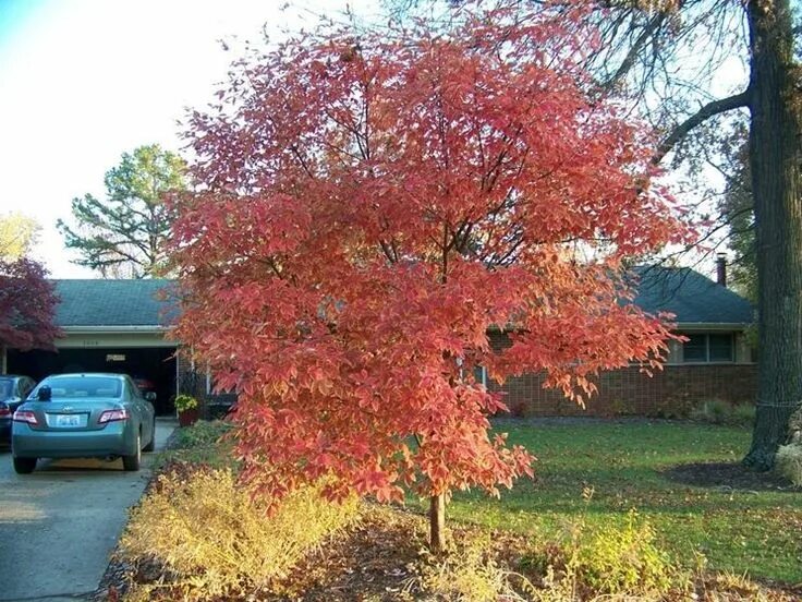 Клен серый фото acero grigio Giardinaggio, Giardino, Acer