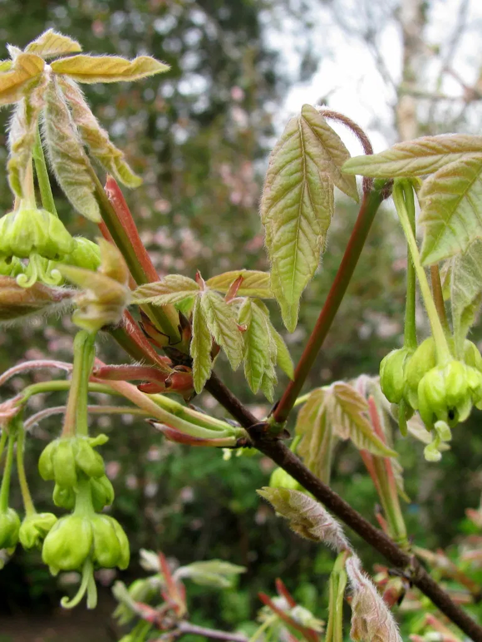 Клен серый фото Клен серый, acer griseum