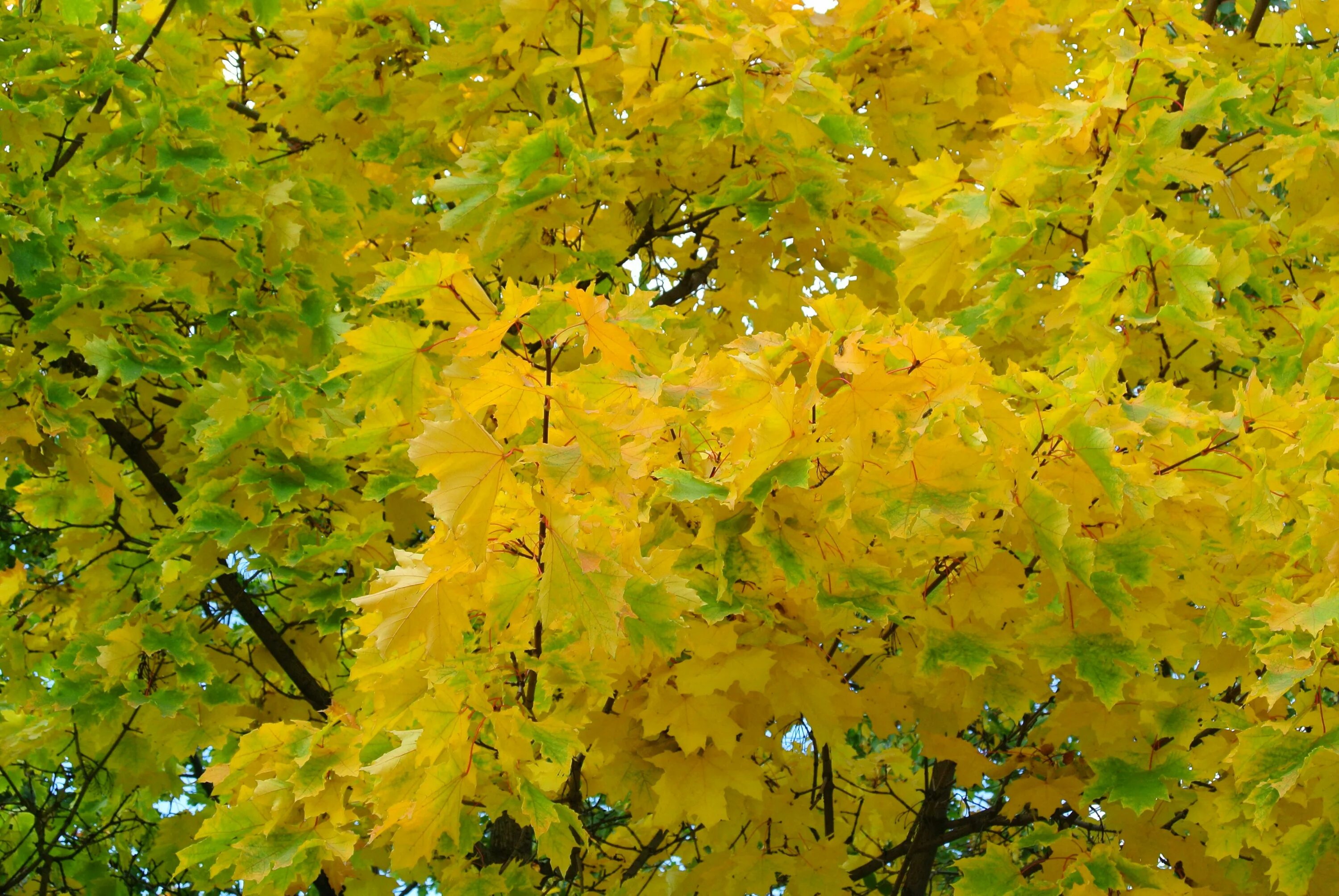 Клен сибирский фото Канадский клён (Canadian maple). Сентябрь (18.09.2017) в Челябинске, Россия (Rus