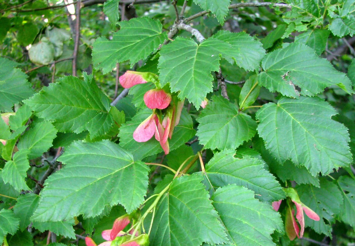 Клен татарский фото листьев Acer tataricum - Image of an specimen - Plantarium