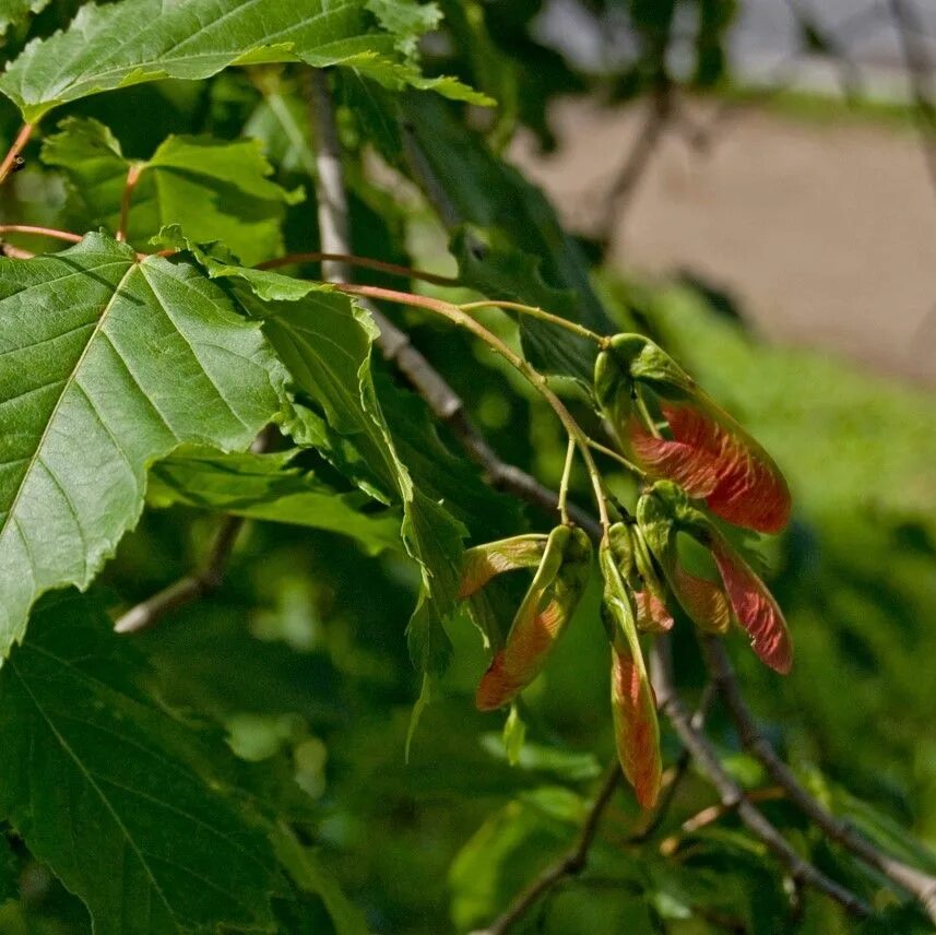 Клен татарский фото листьев Клен татарский 150/200 Acer tataricum 35л (А) - саженцы купить в интернет-магази