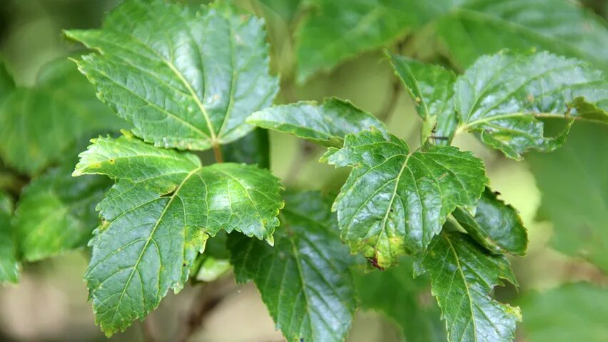 Клен татарский фото листьев Фотографии с Acer tataricum subsp. ginnala