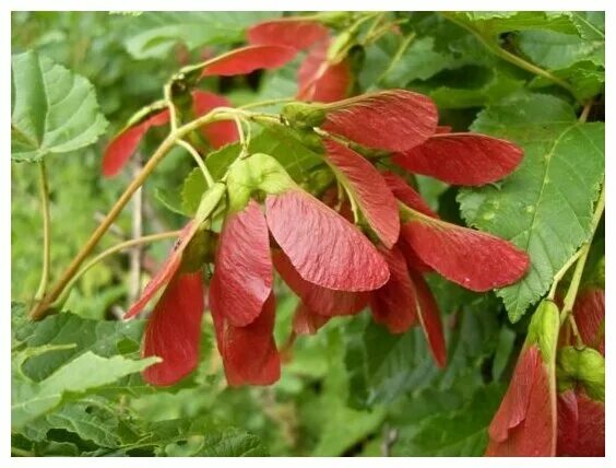 Клен татарский фото листьев Клён татарский - Черноклён - Неклён (лат. Acer tataricum) семена 25шт - купить п