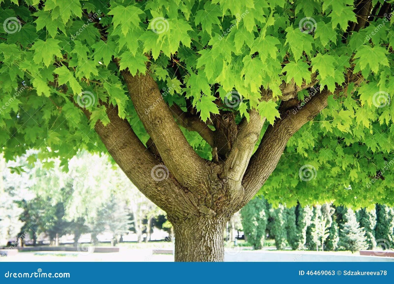 Клен ул николаева 15б фото Maple stock image. Image of park, maple, garden, tree - 46469063