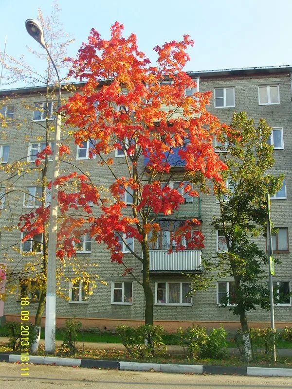 Клен ул николаева 15б фото Красный клён стучит в стекло :: Виктор Мухин - Социальная сеть ФотоКто