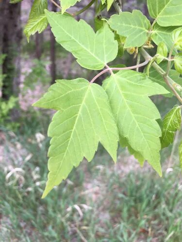 Клен уральский фото jaybirdgatlin's Life List - iNaturalist NZ