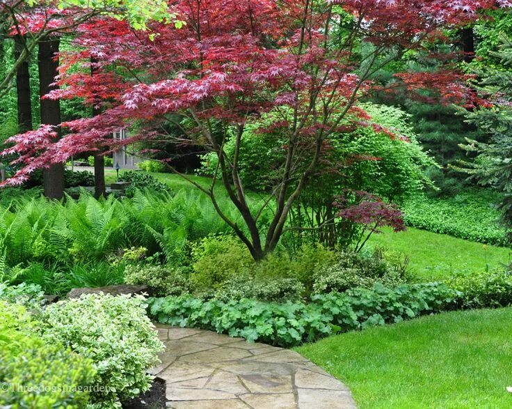 Клен в ландшафтном дизайне Three Dogs in a Garden: Creating a Focal Point, Part 2 Japanese maple garden, Ja