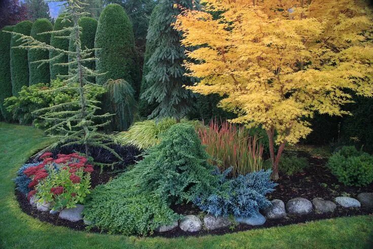 Клен в ландшафтном дизайне CORAL BARK Conifers garden, Japanese maple garden, Evergreen garden