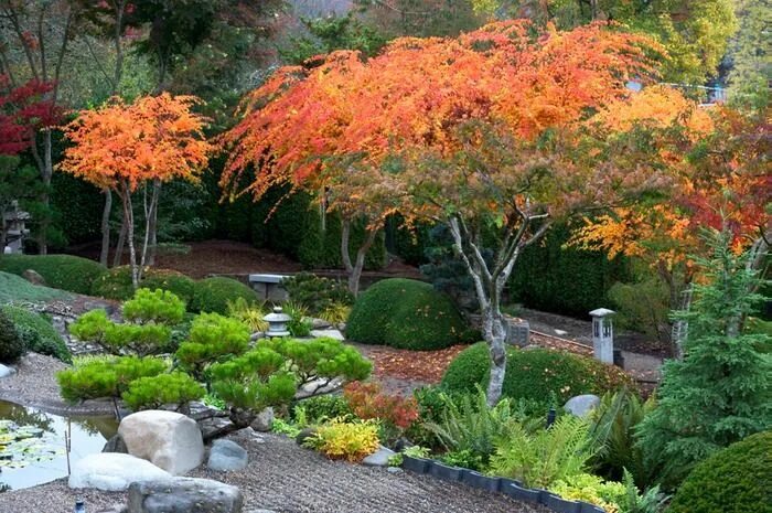 Клен в ландшафтном дизайне Black pine and colorful 'Sango kaku' Japanese maples. Japanese garden landscape,