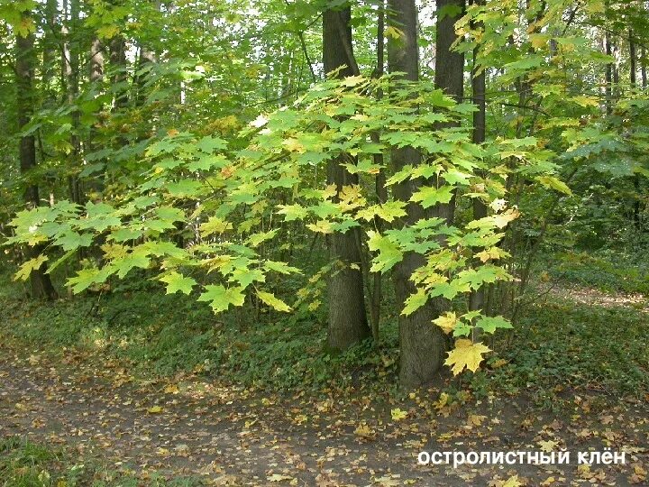 Клен в лесу фото Презентация " Широколиственный лес" по предмету окружающий мир,для 3-4 классов