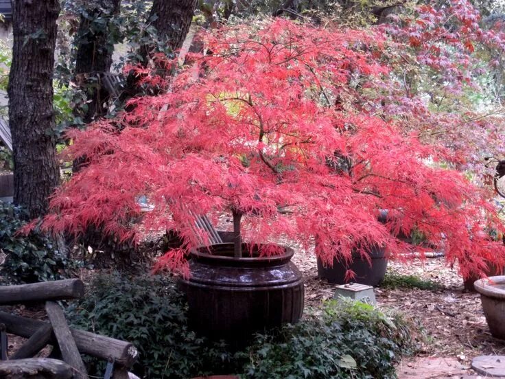 Клен в саду фото Just a Bit of This and That…and Some Color! Japanese garden, Japanese maple tree