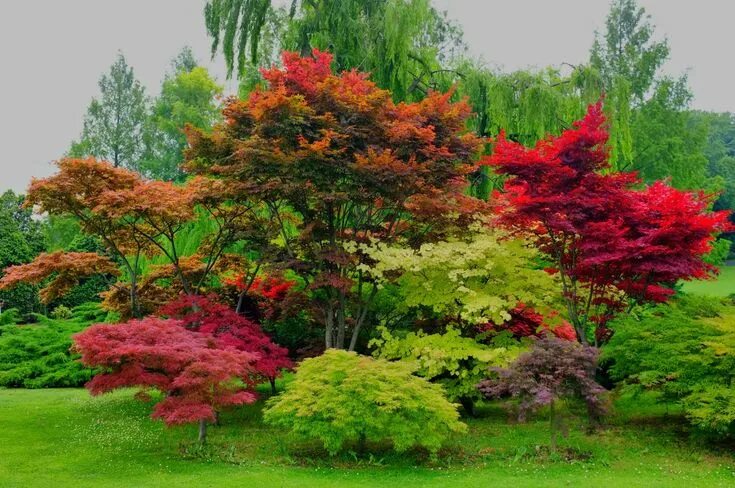 Клен в саду фото Пин на доске Landscaping в 2024 г Идеи озеленения, Дизайн сада, Ландшафт