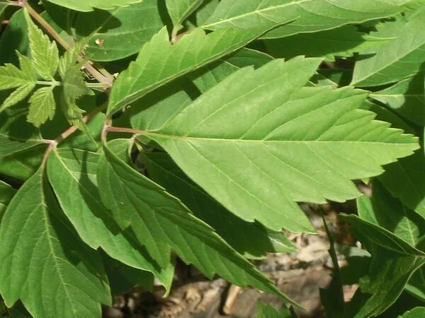 Клен ясенелистный фото листьев Ashleaf maple - Acer negundo North Carolina Extension Gardener Plant Toolbox