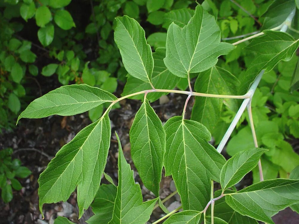 Клен ясенелистный фото листьев Acer negundo (ash-leaved maple, boxelder)