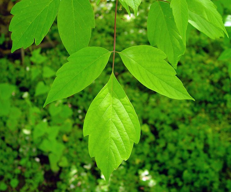 Клен ясенелистный фото листьев Acer negundo - Box elder. Leaf. Family Aceraceae. Plants, Plant leaves, Seedling