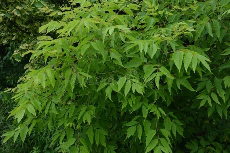 Клен ясенелистный фото листьев Seeds of Ashleaf Maple, Acer Negundo,maple Ash Twig with Green Leaves and Blurre