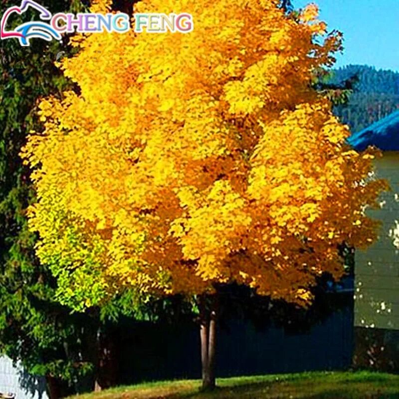 Клен желтый фото 50 pcs Yellow Maple bonsai Home Garden diy plant Tree backyard Gold and giant pl