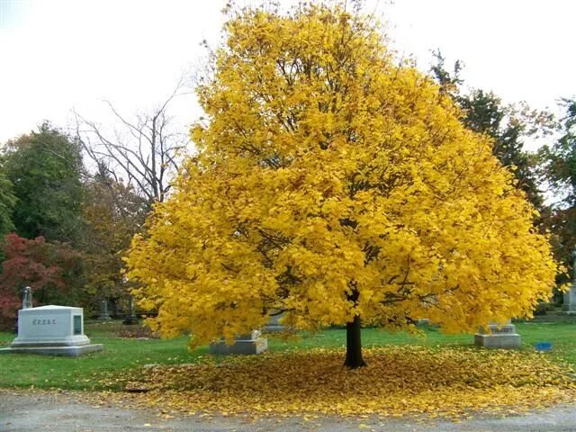 Клен желтый фото Acer platanoides, Norway Maple Zone 4-7 Height 50-60' Spread 30-50' Maple tree s