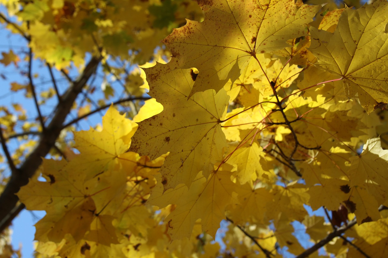 Кленовая осень фото Maple, autumn, leaves, sheet, nature - free image from needpix.com