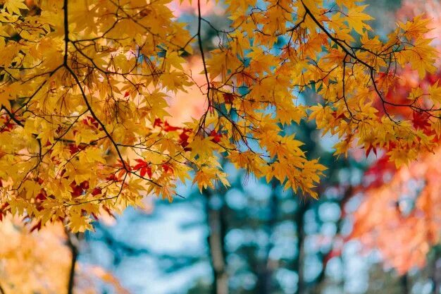 Кленовая осень фото Textura de fondo de hojas amarillas fondo de hoja de otoño Foto Premium Hojas de