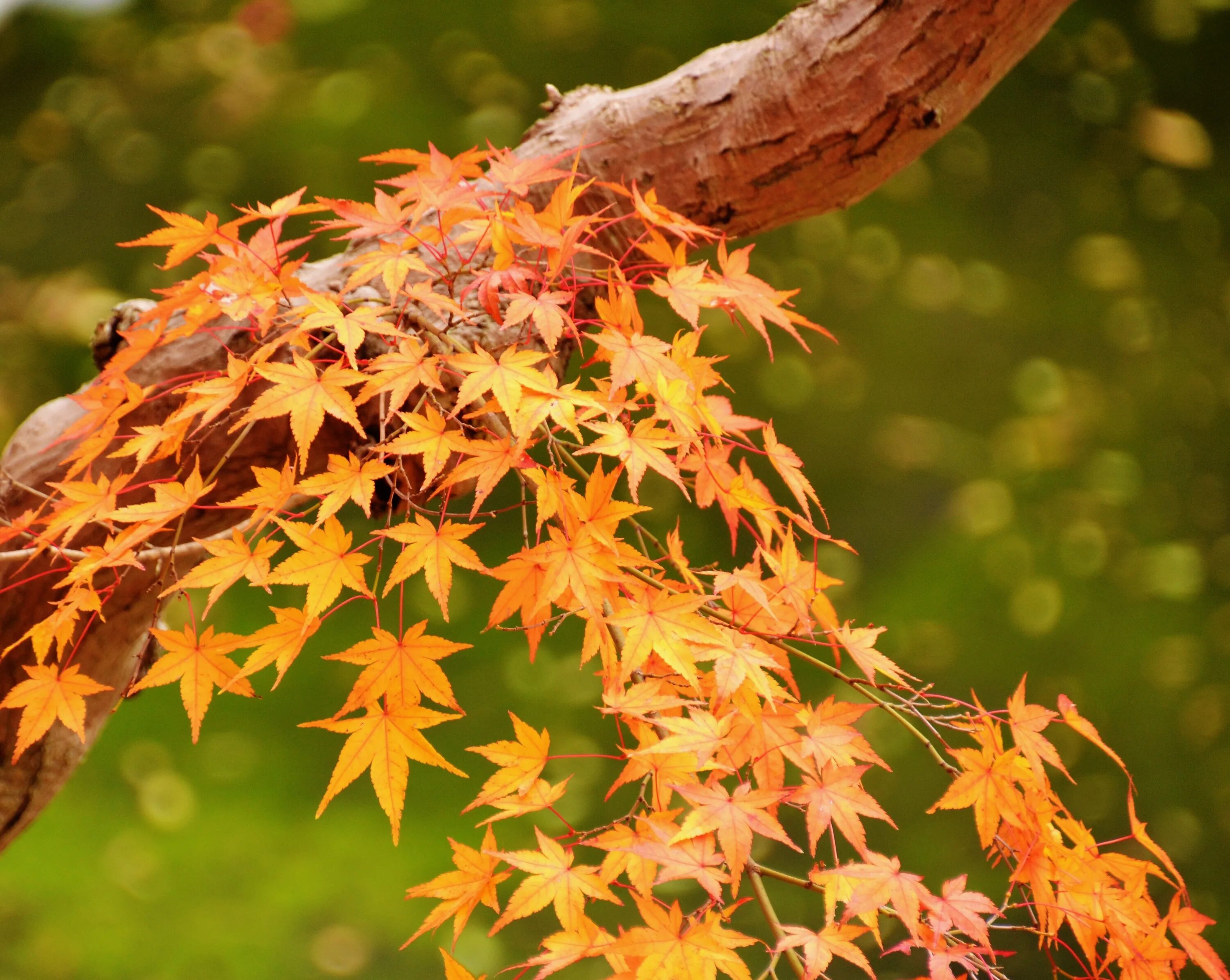 Кленовая осень фото Wallpaper : Japan, sunlight, branch, Nikon, autumn, flower, season, flora, botan