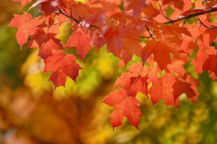 Кленовая осень фото Maple Leaves Maple leaf, Autumn beauty, Fall pictures