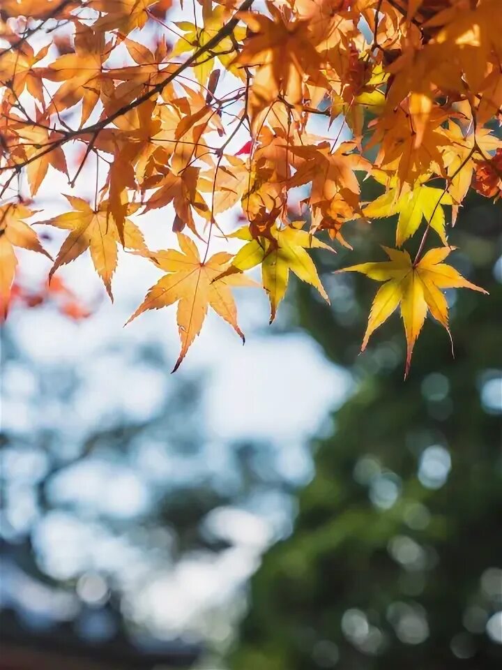 Кленовая осень фото Скачать обои осень, листья, дерево, colorful, клен, autumn, leaves, осенние, раз