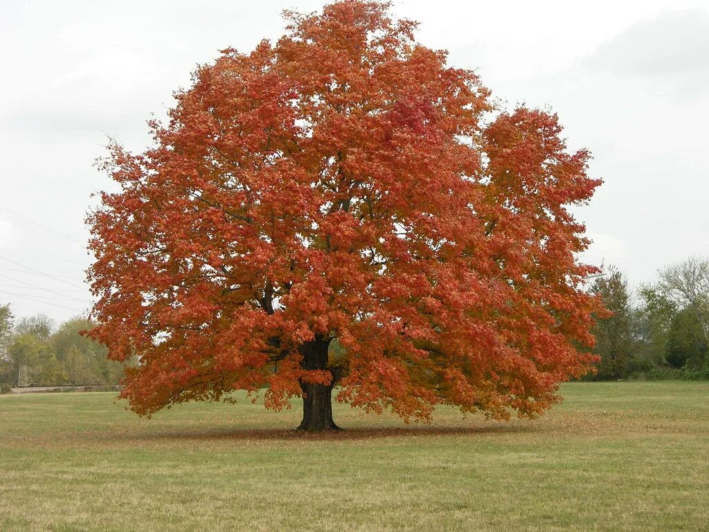 Кленовое дерево фото Red Maple Tree A beautiful Red Maple Tree in full flame Ex. Flickr