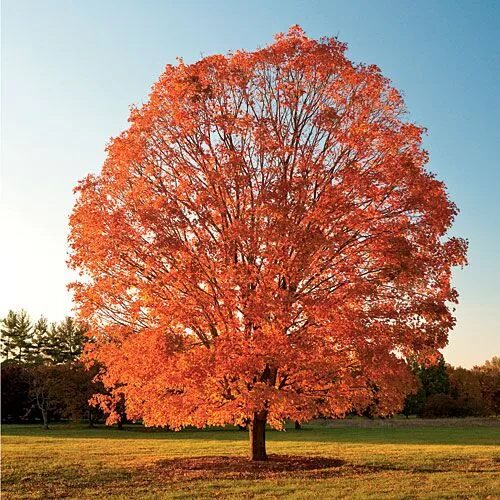 Кленовое дерево фото Maple Trees for Fall Foliage Tree seeds, Red maple tree, Maple tree