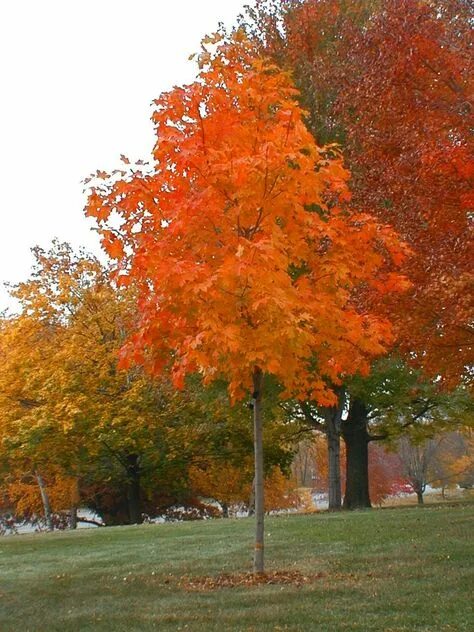 Кленовое дерево фото Top 10 maple trees types ideas and inspiration