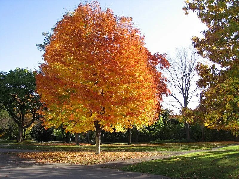 Кленовое дерево фото Файл:Splendeur Automnale à Montréal.jpg - Википедия