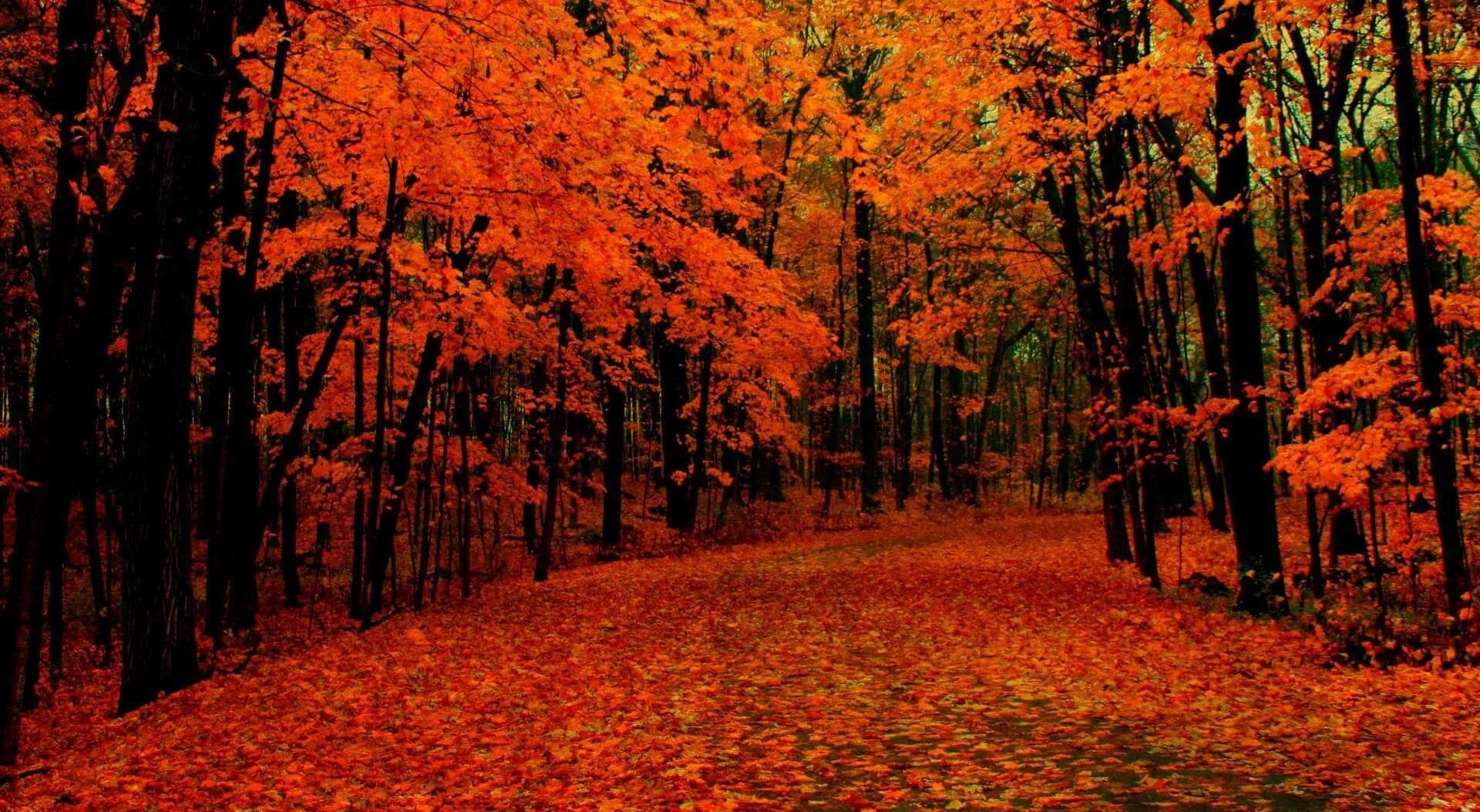 Кленовый лес фото Download Vibrant Autumn Tree Fall Zoom Background Wallpapers.com