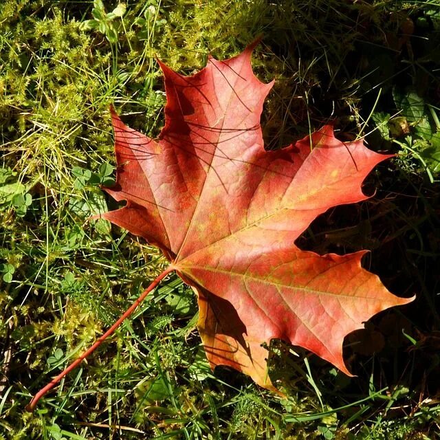 Кленовый лист фото Pin by Ximena Pulido on Moodboard Helmer Plant leaves, Maple leaf, Free photos