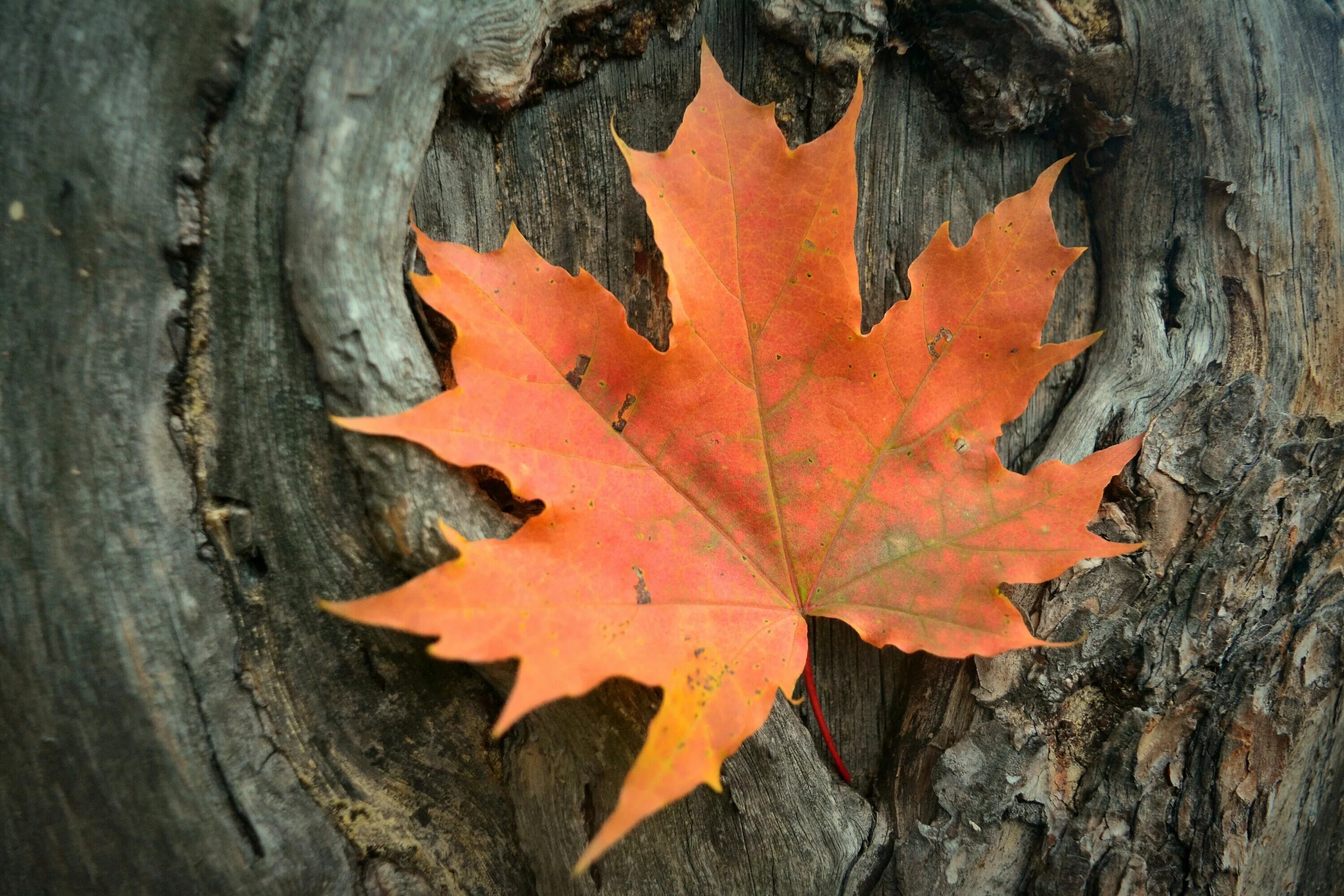 Кленовый лист фото Download wallpaper autumn, orange, sheet, maple, bark, Vasil Anders, section nat