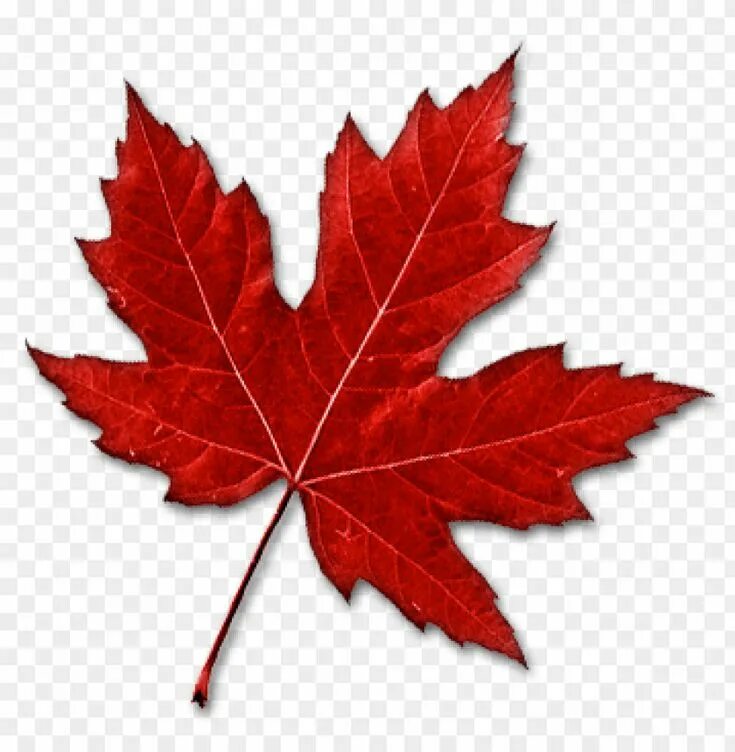 Кленовый лист фото рисунок PNG Image Of Canada Leaf With A Clear Background - Image ID 8847 TopPNG Canada l