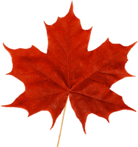 Кленовый лист фото рисунок Cropped Maple Leaf - Red Maple Leaf Png - (512x512) Png Clipart Download