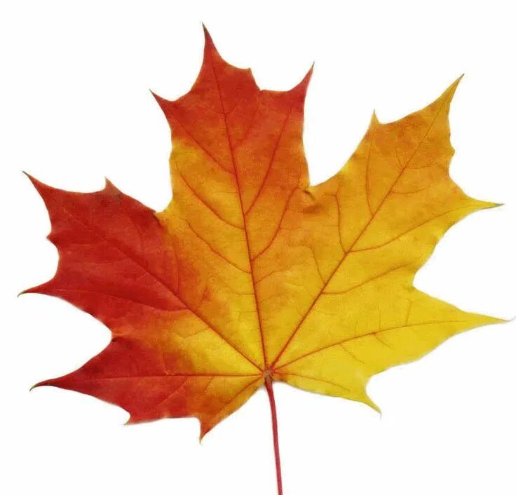 Кленовый лист фото рисунок Photo Storage Maple leaf images, Maple leaf drawing, Maple leaf pictures
