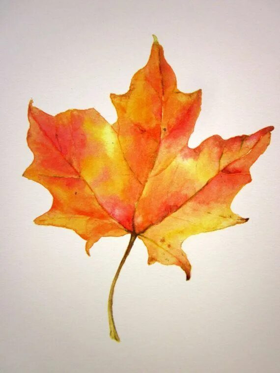 Кленовый лист фото рисунок fall leaves are the most beautiful things in the world Herfst bomen, Aquarel, Bl